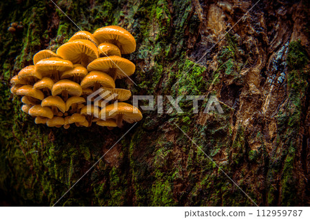 winter mushrooms or winter fungus velvet foot velvet stem or velvet shank (Flammulina velutipes) 112959787