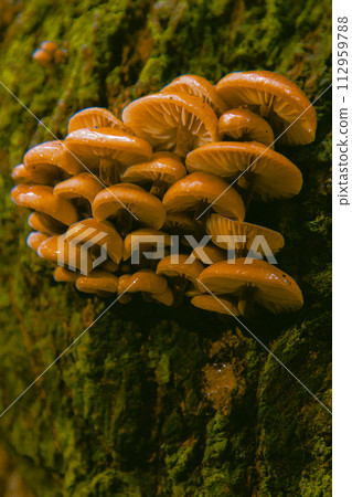 winter mushrooms or winter fungus velvet foot velvet stem or velvet shank (Flammulina velutipes) winter mushrooms or winter fungus velvet foot velvet stem or velvet shank (Flammulina velutipes) 112959788