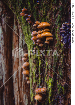 Closeup shot of edible mushrooms known as Enokitake Golden Needle mushroom Lily mushroom Closeup shot of edible mushrooms known as Enokitake Golden Needle mushroom Lily mushroom 112959789