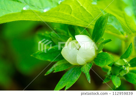 Strawberry blossoms bloom ~Spring morning~ 112959839