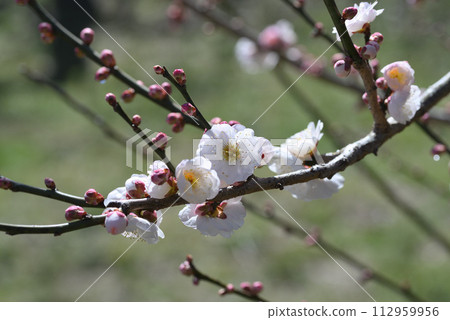 Ume (circled) Ume (circled) 112959956