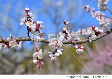 Ume (Ichino valley) Ume (Ichino valley) 112959958