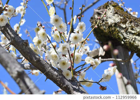 Ume (Yae Brown Blue) 112959966