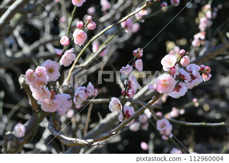 梅（驚喜） 112960004