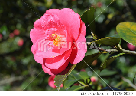 Camellias Camellias 112960030