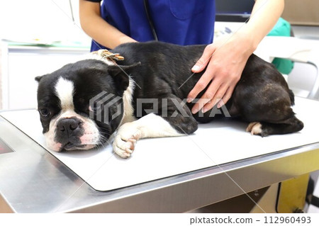 波士頓梗犬 Mighty 臉朝下躺在檢查台上♡ 波士頓梗犬 Mighty 臉朝下躺在檢查台上♡ 112960493