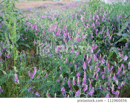 Nayokusafuji Nayokusafuji 112960856