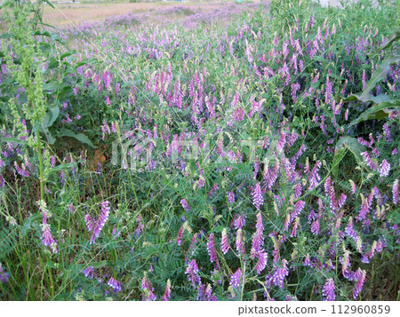 Naayakusafuji 112960859