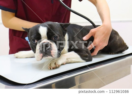 Mighty, a Boston terrier, lies down on the examination table and is examined with a stethoscope ♡ 112961086