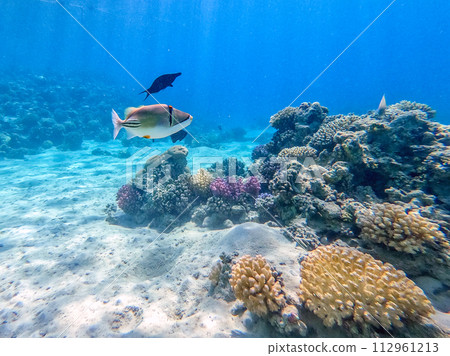 Rhinecanthus assasi fish or Picasso trigger fish on his coral reef in the Red Sea, Egypt.. 112961213