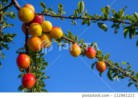 Ripe cherry plum berries in the garden on a tree. Growing cherry plums in a orchard.. Ripe cherry plum berries in the garden on a tree. Growing cherry plums in a orchard.. 112961221