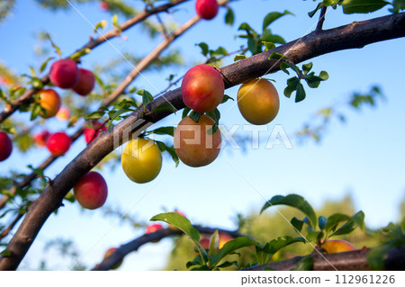 Ripe cherry plum berries in the garden on a tree. Growing cherry plums in a orchard.. 112961226