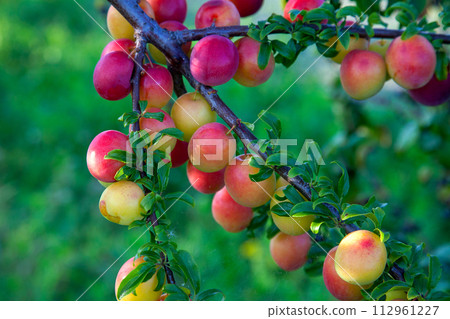 Ripe cherry plum berries in the garden on a tree. Growing cherry plums in a orchard.. Ripe cherry plum berries in the garden on a tree. Growing cherry plums in a orchard.. 112961227