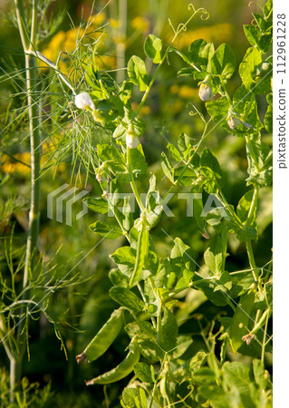 Flowers of pea with pods in the vegetable garden over blurry background.. Flowers of pea with pods in the vegetable garden over blurry background.. 112961228
