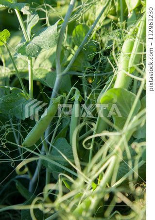 Sugar peas with flowers and pods in the vegetable garden over blurry background.. Sugar peas with flowers and pods in the vegetable garden over blurry background.. 112961230