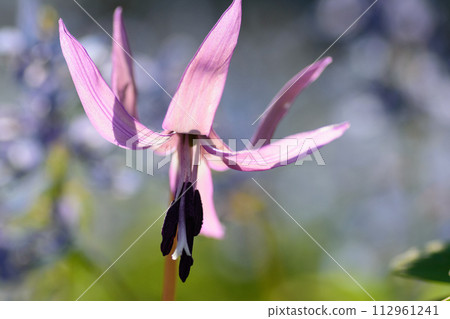 Katakuri花 112961241