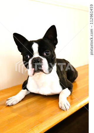 Mighty, a Boston terrier, looks happy in the waiting room after treatment♡ 112961459