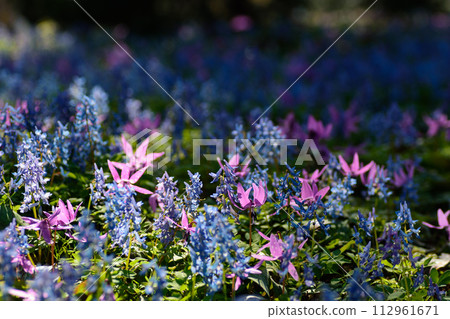 紫堇和卡塔庫栗簇 112961671