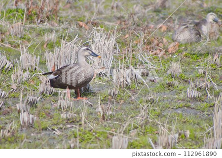 Spot-billed duck resting on the grass 112961890