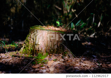 Moss and small leaves on the stump Moss and small leaves on the stump 112962017