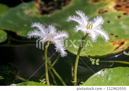 Gagabuta花，棲息於湖泊和水庫的水生植物[臉科，杜鵑花屬] 112962050