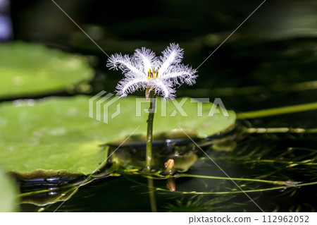 Gagabuta花，棲息於湖泊和水庫的水生植物[臉科，杜鵑花屬] 112962052