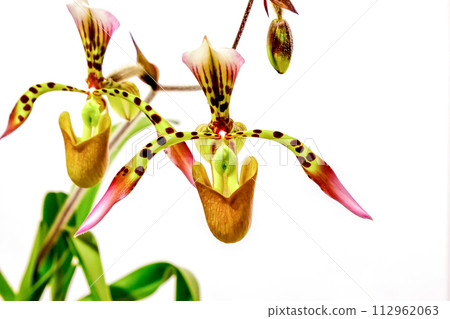 Paphiopedilum, Hainaldianum, with linear tongue-shaped leaves Paphiopedilum, Hainaldianum, with linear tongue-shaped leaves 112962063