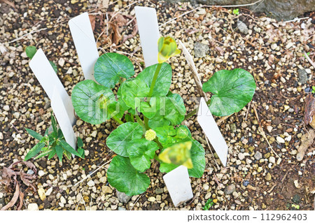 早上枯萎的黃花(春天,三月) 早上枯萎的黃花(春天,三月) 112962403