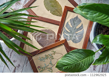 Dried plant leaves in wooden frames surrounded by indoor plants. Home Decor Ideas 112962925