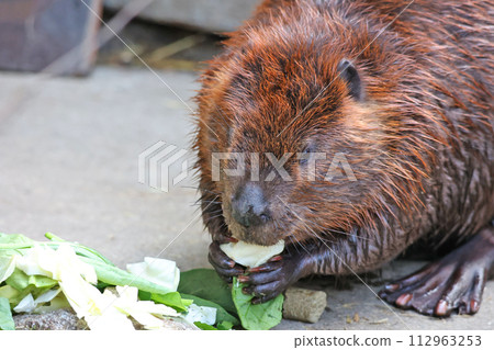 American beaver American beaver 112963253