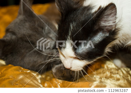 The game of a black and white kitten with a gray cat The game of a black and white kitten with a gray cat 112963287