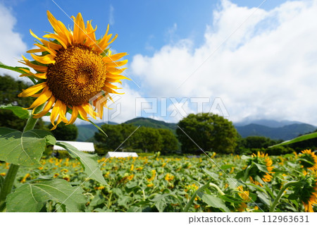 夏天藍天和向日葵領域 112963631