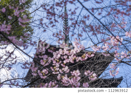 Kyoto in spring, Toji Temple, Kawazu cherry blossoms and five-storied pagoda 112963912