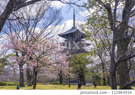 Kyoto in spring, Toji Temple, Kawazu cherry blossoms and five-storied pagoda 112963916