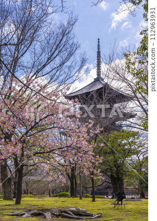 Kyoto in spring, Toji Temple, Kawazu cherry blossoms and five-storied pagoda 112963931