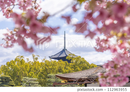 京都東寺西院河津櫻花中的五層寶塔 京都東寺西院河津櫻花中的五層寶塔 112963955