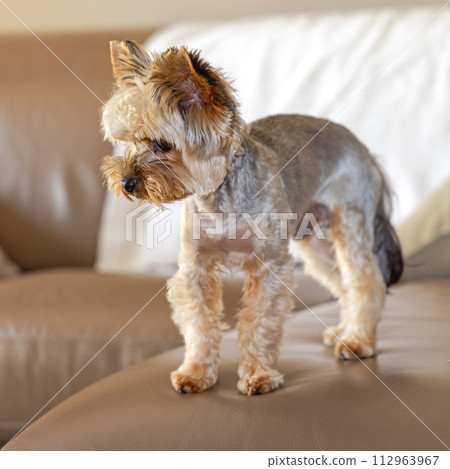 Yorkshire Terrier at Sofa 112963967