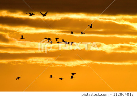Flocks of migratory birds, geese and swans from the north, fly through the sky dyed red by the setting sun. Flocks of migratory birds, geese and swans from the north, fly through the sky dyed red by the setting sun. 112964012
