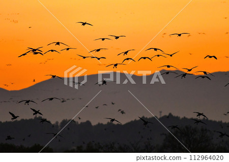 成群結隊的候鳥、大雁、天鵝從北方飛過被夕陽染紅的天空。 112964020