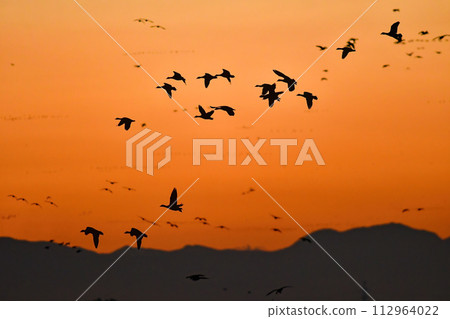 成群結隊的候鳥、大雁、天鵝從北方飛過被夕陽染紅的天空。 112964022
