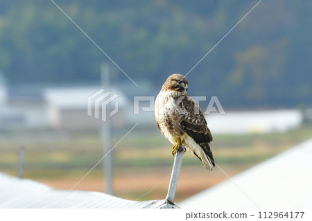 Buzzard, a bird of prey that can be seen in open areas such as rice fields in winter during bird watching. 112964177