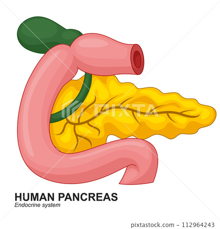 Human Internal Pancreas Cartoon, Vector Illustration 112964243