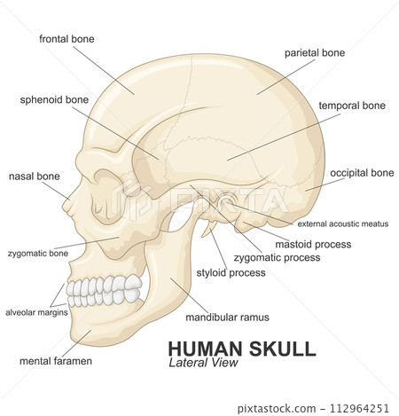 Human Skull Lateral View With Explanation, Vector Illustration Human Skull Lateral View With Explanation, Vector Illustration 112964251