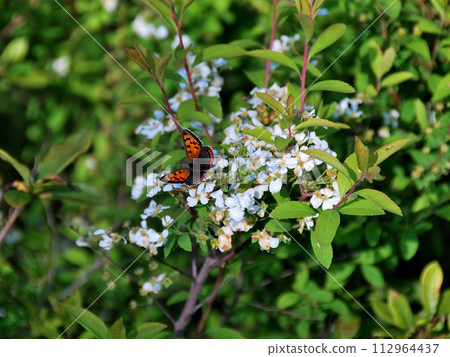 A butterfly that sucks nectar from a butterfly A butterfly that sucks nectar from a butterfly 112964437