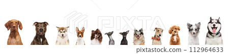 Banner. Cute, delightful purebred dogs looking at camera against white studio background. Happy, smiling muzzles. 112964633