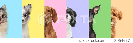 Creative collage. Half-faces of five different dogs against a striped background of various pastel colors. Friendship. 112964637