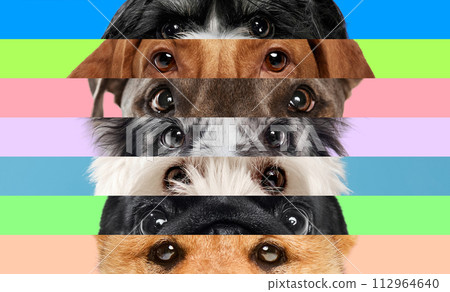 Striped collage made of close up shots of purebred dog's eyes against multicolored background. Cute little companions. Striped collage made of close up shots of purebred dog's eyes against multicolored background. Cute little companions. 112964640