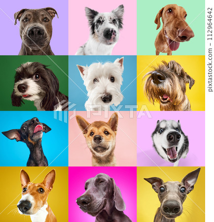 Collage made of portrait of purebred dogs looking at camera against multicolored studio background. Happy, smiling muzzles. Collage made of portrait of purebred dogs looking at camera against multicolored studio background. Happy, smiling muzzles. 112964642
