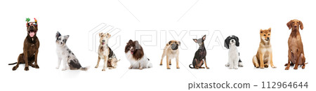 Banner. Collage. Dogs of different breeds seating against white studio background. Pets looks healthy and well-grooming. 112964644