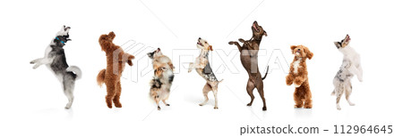 Banner. Collage. Dogs of different breeds jumping happily on their hind legs against white studio background. Banner. Collage. Dogs of different breeds jumping happily on their hind legs against white studio background. 112964645